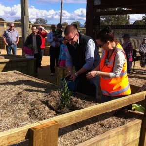 Planting of laurel first plant 10/08/2013