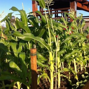 Corn at the Community Garden 04/10/2013