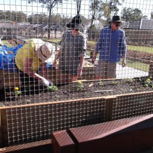 Planting Salad Garden 10/08/2013