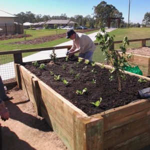 Asian Veges Garden 10/08/2013
