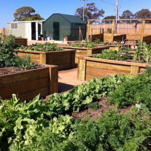 Gardens growing well 11/09/2013