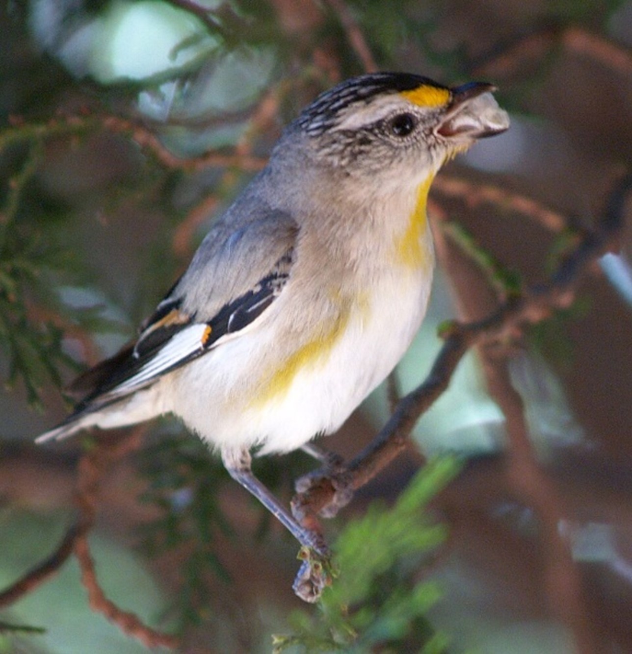 striated pardalote